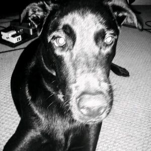 Meet your Posher, Amber